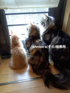 ahnsora(そら)様専用です♪︎お取り置き3月末