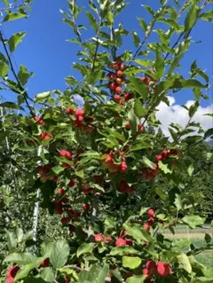 鶏心果 3kg クール便発送 - メルカリ