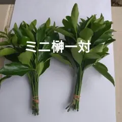 遠山和葉 2点セット - メルカリ