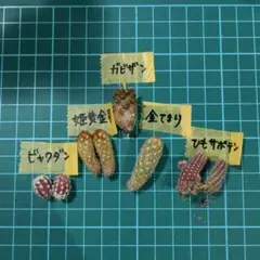 pin様 リクエスト 2点 まとめ商品