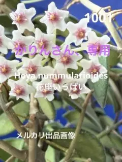 2026年最新】ホヤ植物の人気アイテム - メルカリ