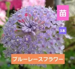 コノミ様 リクエスト 3点 まとめ商品