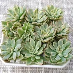 メビナ錦10苗セット　女雛錦　斑入りエケベリア　韓国苗　多肉植物のサムネイル