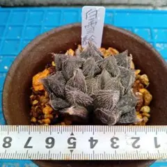 多肉植物ハオルチア自家栽培繁殖(白雪絵巻)