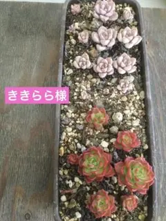 ききらら様 リクエスト 3点 まとめ商品