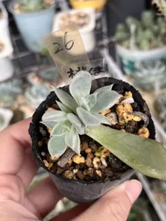 桃くま 葉挿し 優木園さん苗 命名株 黒札 多肉植物 - メルカリ
