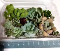 多肉植物 エケベリア セダム 詰め合わせ 寄せ植え用のサムネイル
