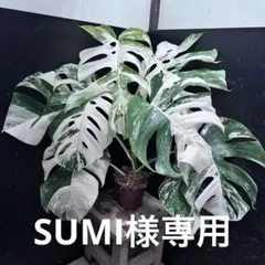 超最高級 超希少 極斑入り モンステラ ボルシギアナ ホワイト タイガー1鉢