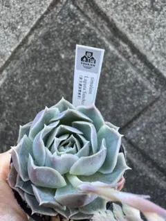 みー様 リクエスト 2点 まとめ商品