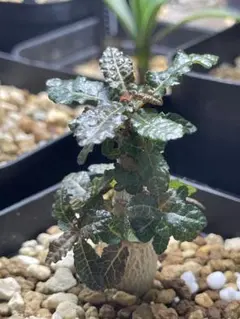 ドルステニア ラブラニー 塊根植物 作家鉢 後藤瑞葉 - メルカリ