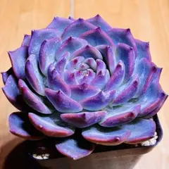 nekopoti様 リクエスト 3点 まとめ商品