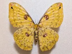 テングアゲハ♂♀標本 ★北ベトナム産69/80mm 黄金天狗より入荷少美麗標本 テングアゲハ♂♀標本 ☆北ベトナム産69/80mm 黄金天狗より入荷