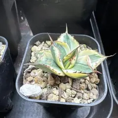 2025年最新】白鯨錦の人気アイテム - メルカリ