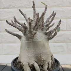 2026年最新】タコ足 アデニウムの人気アイテム - メルカリ