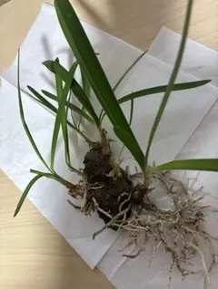 まるるたまま様 リクエスト 2点 まとめ商品