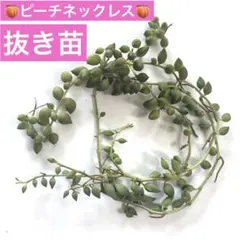 ピーチネックレス　抜き苗⭐️ドルフィンネックレスのおまけ付き❣️多肉植物寄せ植えに