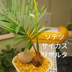 ソテツ　サイカスリボルタ　根付きのサムネイル