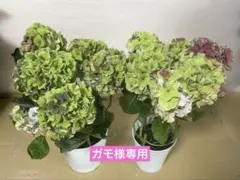 福岡県鬼木様の紫陽花☆ハイドランジア☆筑紫路風車☆4号鉢☆超希少☆1