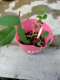 食香ばら　紫枝挿し木苗のサムネイル