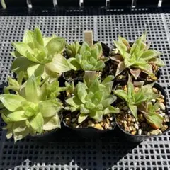 多肉植物 ハオルチア 6個セット 抜き苗