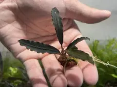 2025年最新】ブセファランドラの人気アイテム - メルカリ