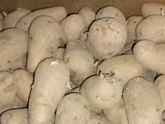 sai 様　専用 北海道産 メークイン4.5kg、男爵4.5kg