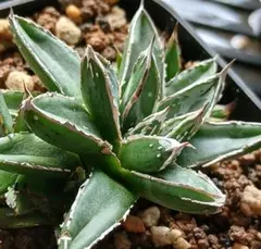 2026年最新】ロウルサンコの人気アイテム - メルカリ