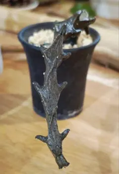 セロペギア・ボッセリ Ceropegia bosseri ☆発根済み抜き苗のサムネイル