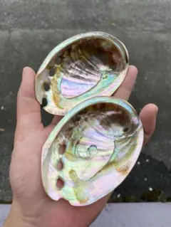 アワビ貝　沖縄県のアワビ貝　10cm 置物　お寿司皿　2個セット