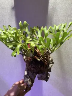 2025年最新】大株 ビカクシダの人気アイテム - メルカリ