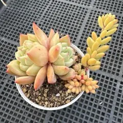 多肉植物 韓国苗 コロラータxベビーフィンガー 抜き苗 - メルカリ