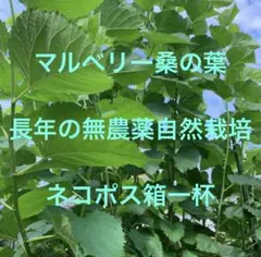 30g】自然農ハッピーヒル種もみ 令和7年産 ハザ架け 栽培マニュアル付