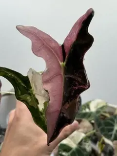 2025年最新】アロカシア ノビリスの人気アイテム - メルカリ