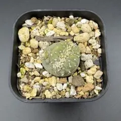 翠冠玉 綴化／石化 Lophophora diffusa f. cristata - メルカリ