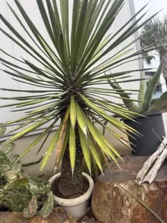 ボーカルネア ストリクタ ブルー 希少 植物 - メルカリ