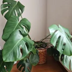 モンステラ 特大 巨大 2m 希少 観葉植物 - メルカリ