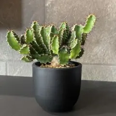 ユーフォルビア クラビゲラ 実生株 塊根植物 コーデックス 花芽 - メルカリ
