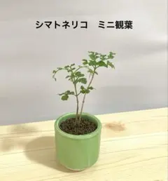 シマトネリコ　ミニ観葉植物　ミニ盆栽風のサムネイル