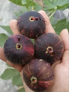 2025年最新】bnr イチジクの人気アイテム - メルカリ