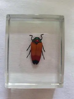 2026年最新】タマムシ 標本の人気アイテム - メルカリ