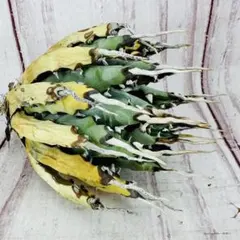 2026年最新】エボリスピナ陽炎の人気アイテム - メルカリ