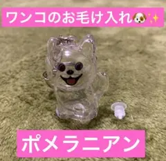 うちの子けだまだま　柴犬　シバイヌ　ポメ　ポメラニアンマルチーズ トイプードル