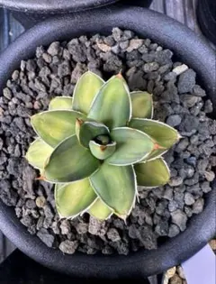 アガベ　ピンキー　黄色覆輪斑　5-606 アガベ ピンキー 黄色覆輪斑 5-606 | 奇妙な植物園