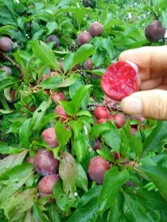 青プラム ハリウッド 3キロ 除草剤不使用 - メルカリ