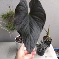 アンスリウム ロムズレッド 大株 葉数多め 株分け可能 15cmロングポット アンスリウム ロムズレッド | GREEN LUCK