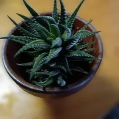 ハオルチア 十二の巻 多肉植物