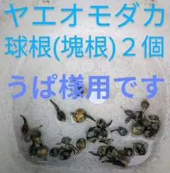 うぱ様 リクエスト 2点 まとめ商品