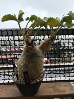 三連休限定値引き！キフォステンマ マクロプス 鉢植え コーデックス