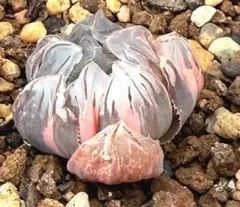 微根発根済‼️極上班‼️多肉植物 ハオルチア オブツーサ錦 水中月錦 抜き苗３２５のサムネイル