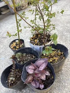 ここっち様ご専用